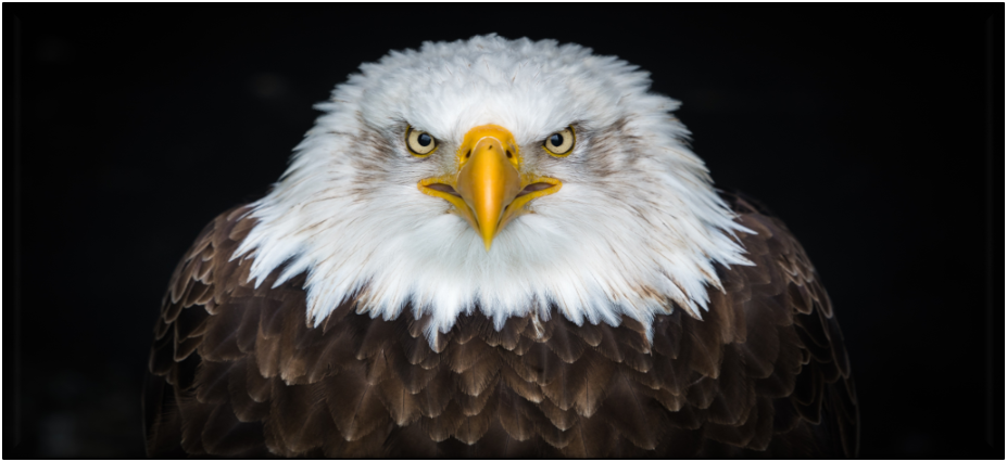 alt="United States Bald Eagle."
